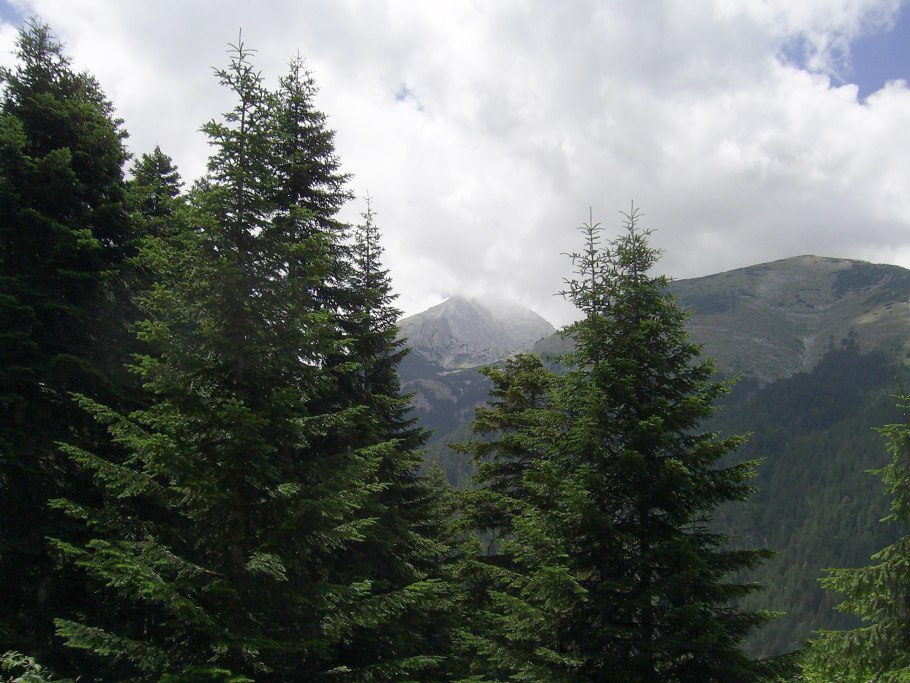 Abies Borisii-Regis Greece