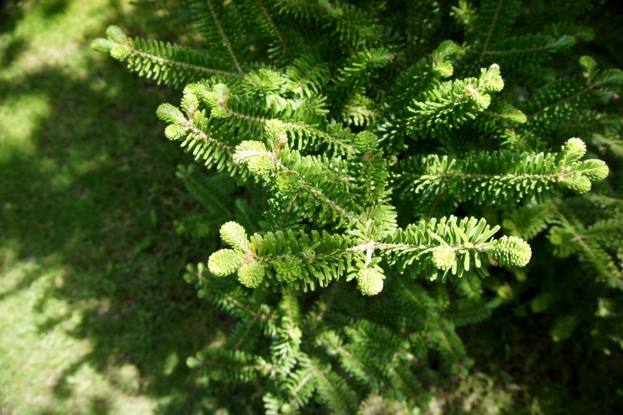 Пихта корейская дискус