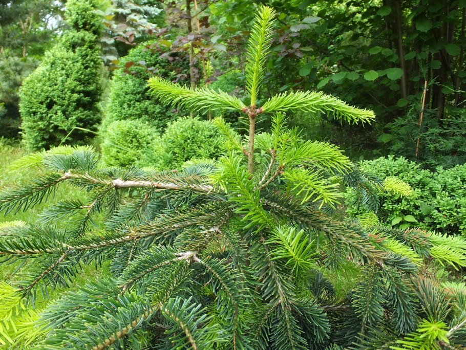 Пихта Дальневосточная