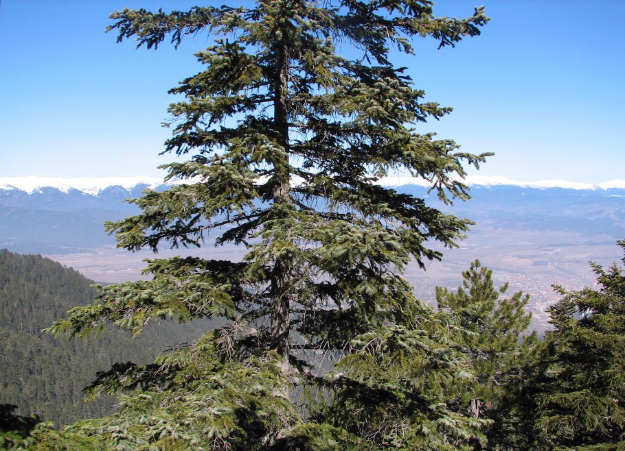 Пихта Болгария