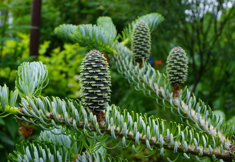 Сильберлок пихта корейская