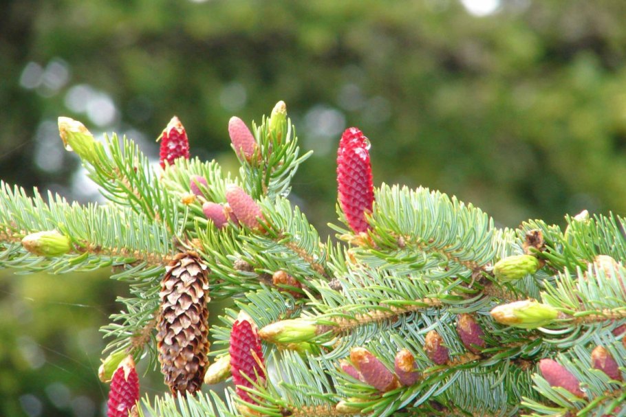 Picea abies lombartsii