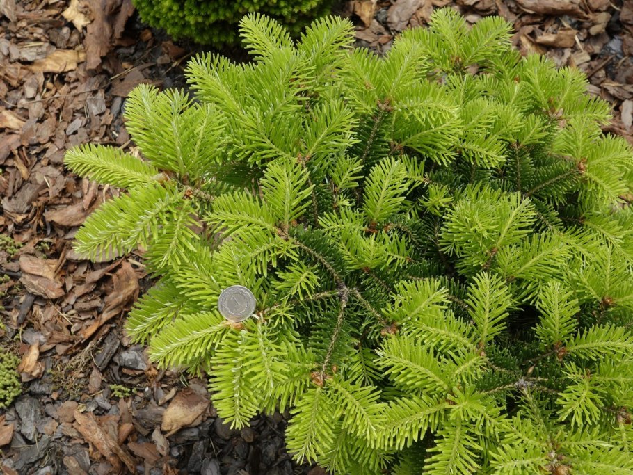 Пихта великолепная