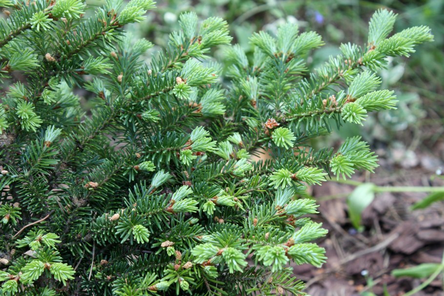 Голубая пихта Нобилис фото на обои