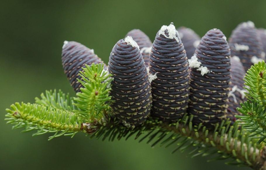 Пихта белокорая шишки