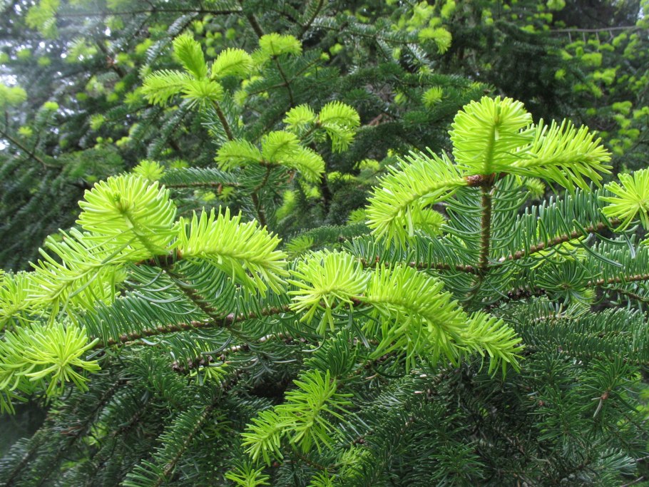 Abies Koreana Wiki