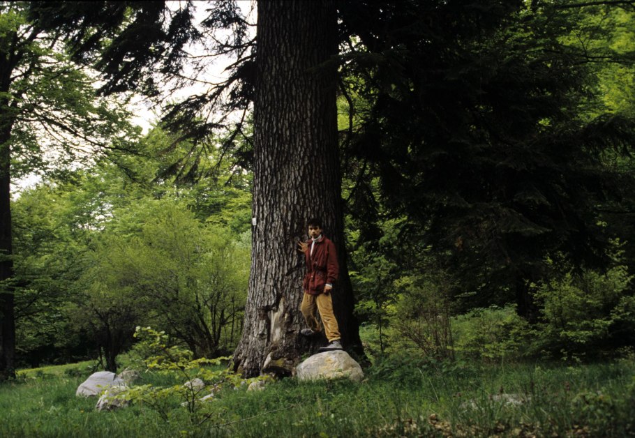 Македонский пихта