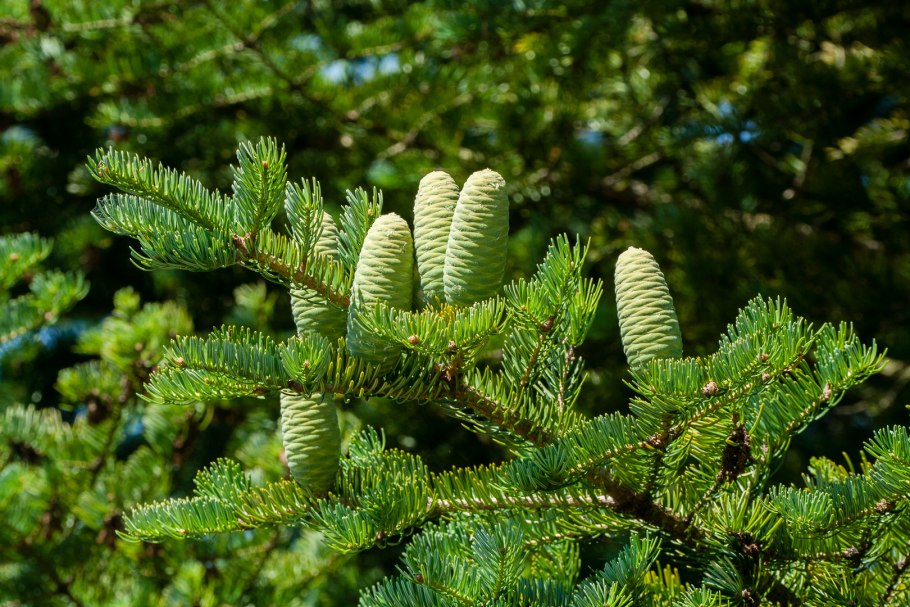 Пихта цельнолистная
