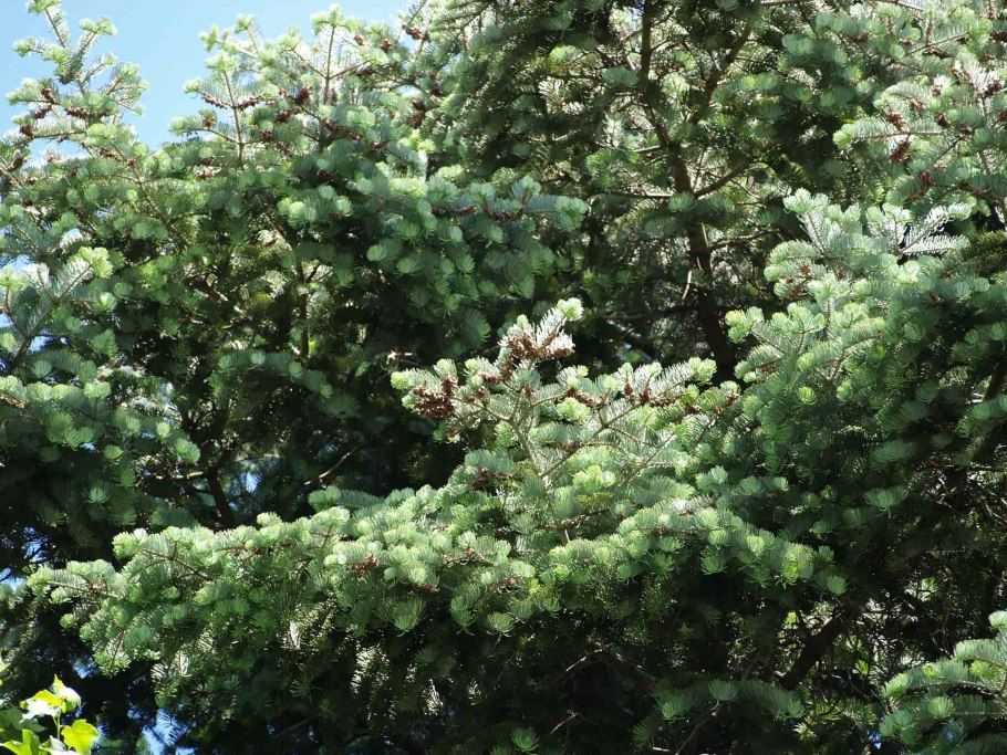 Ель голубая