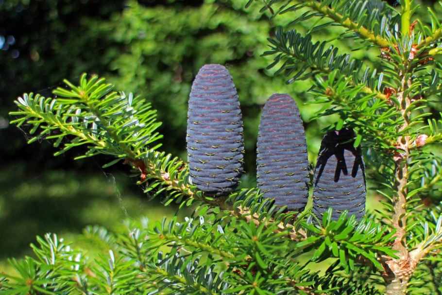 Abies sibirica