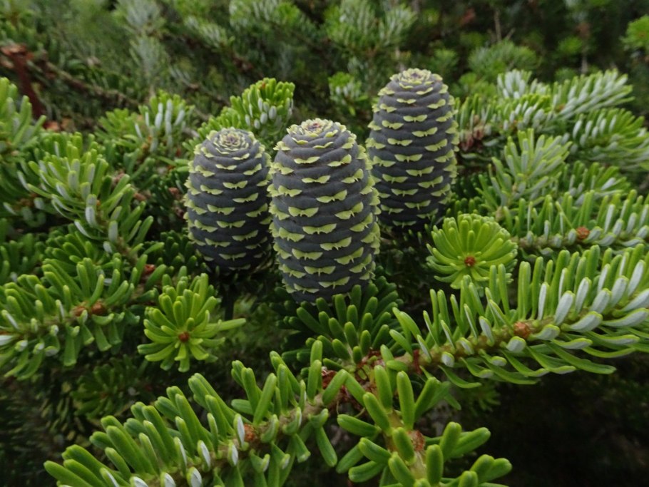 Пихта корейская silberkugel