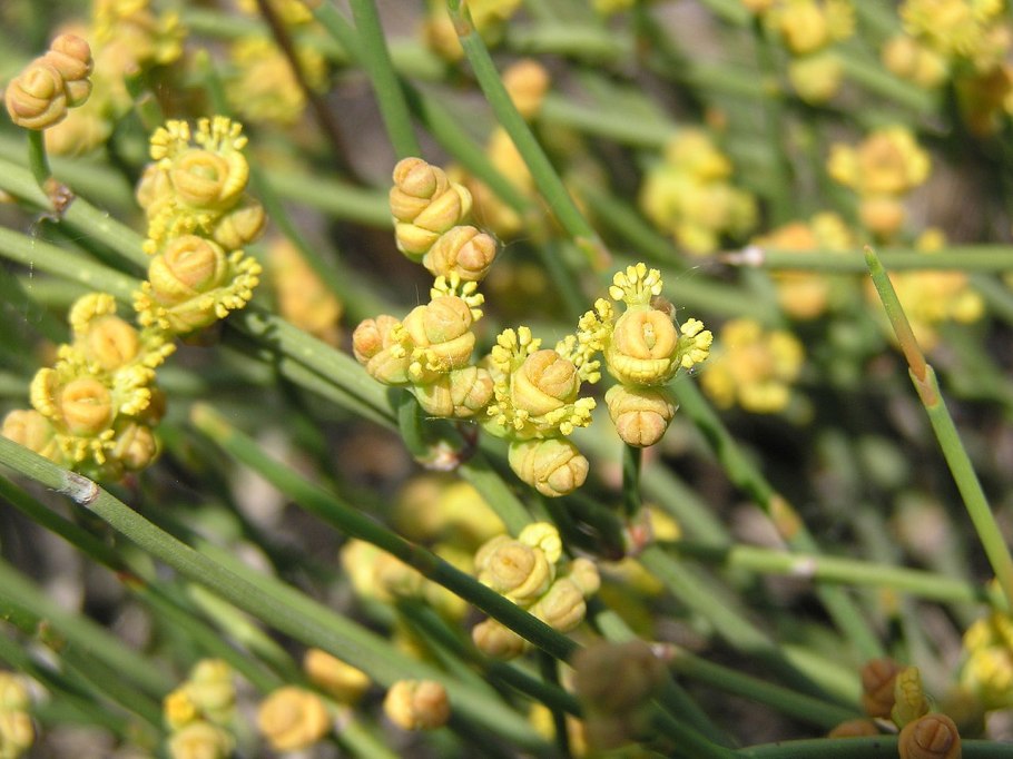 Ephedra vulgaris