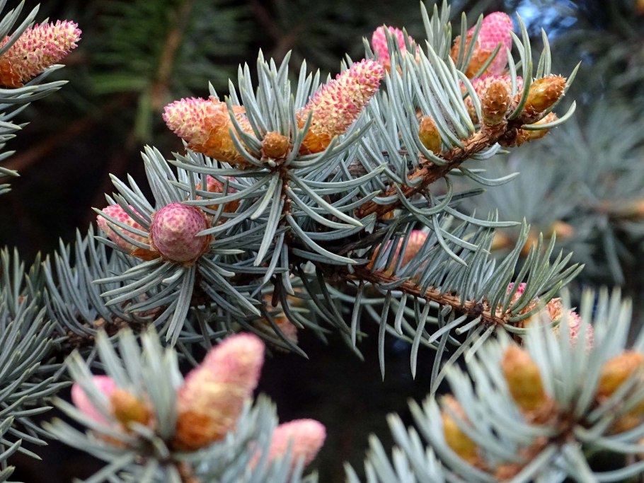 Пихтовая ветка с шишками фото