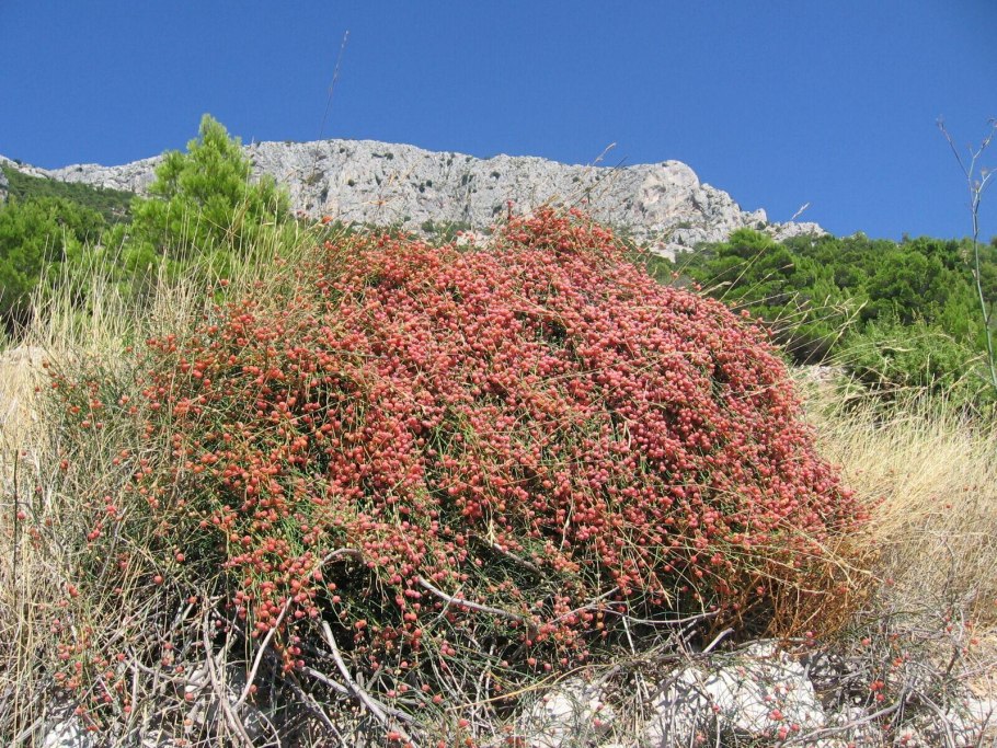 Ephedra foeminea