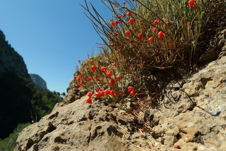 Эфедра Степная