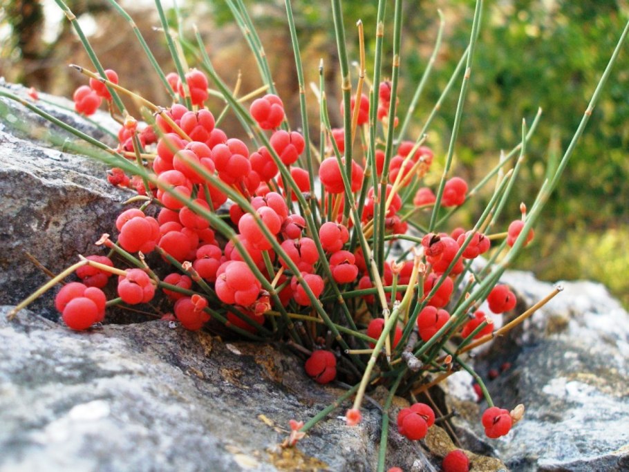 Эфедра (растение рода Ephedra l)