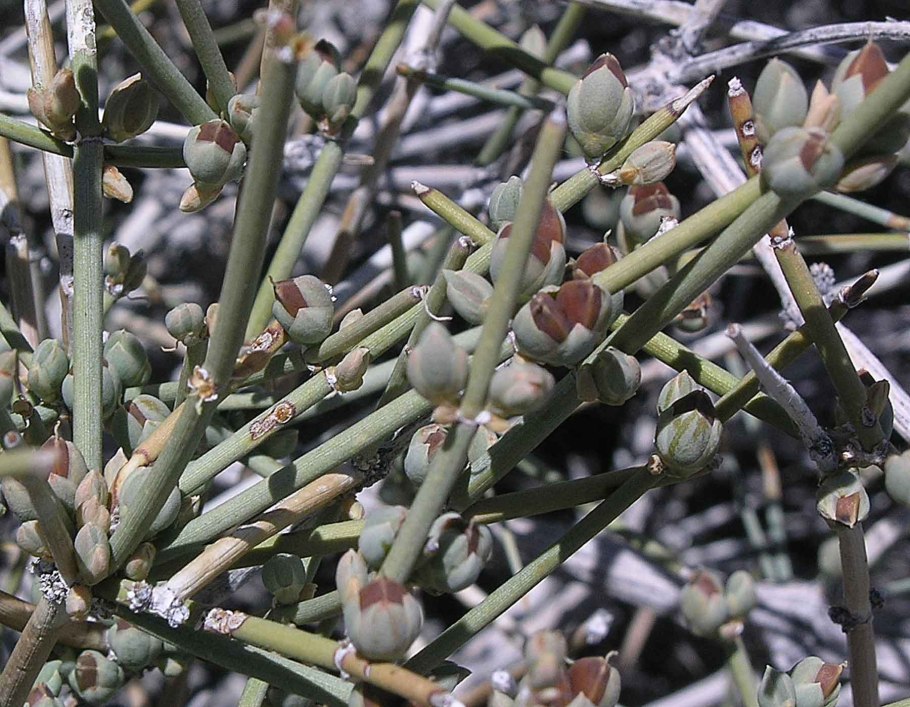 Эфедра двухколосковая