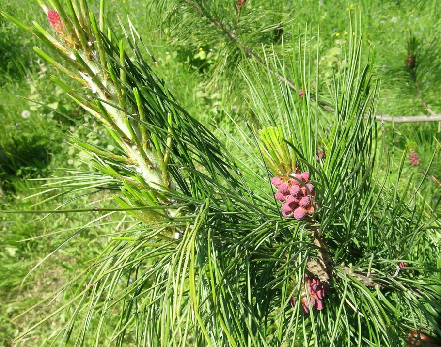 Эфедра хвойник