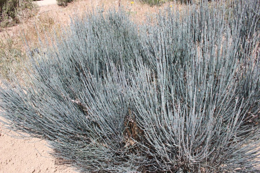 Эфедра (растение рода Ephedra l)