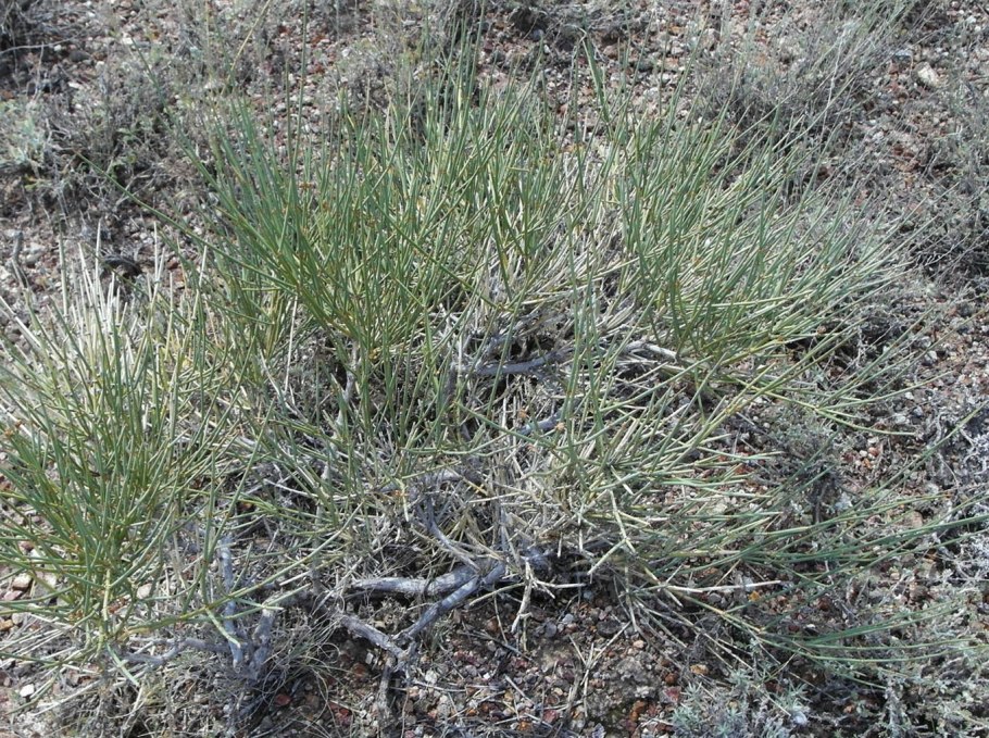 Ephedra lomatolepis