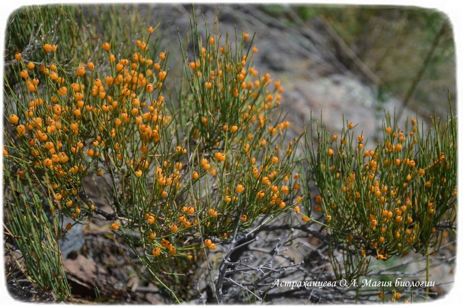 Ephedra funerea