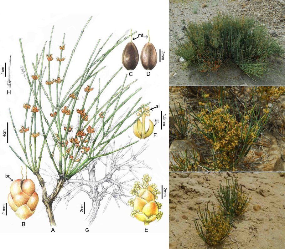 Ephedra procera