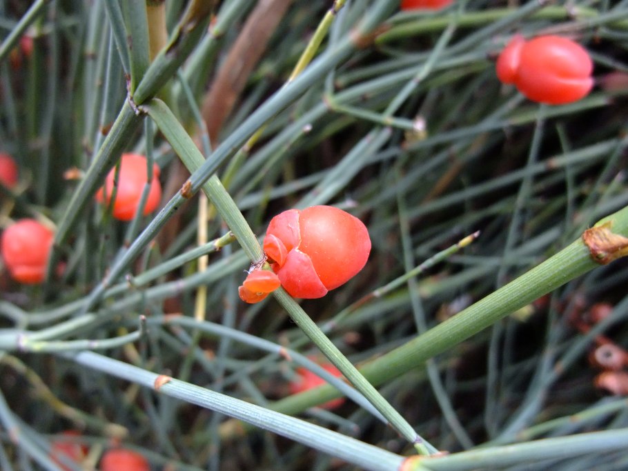 Ephedra lomatolepis