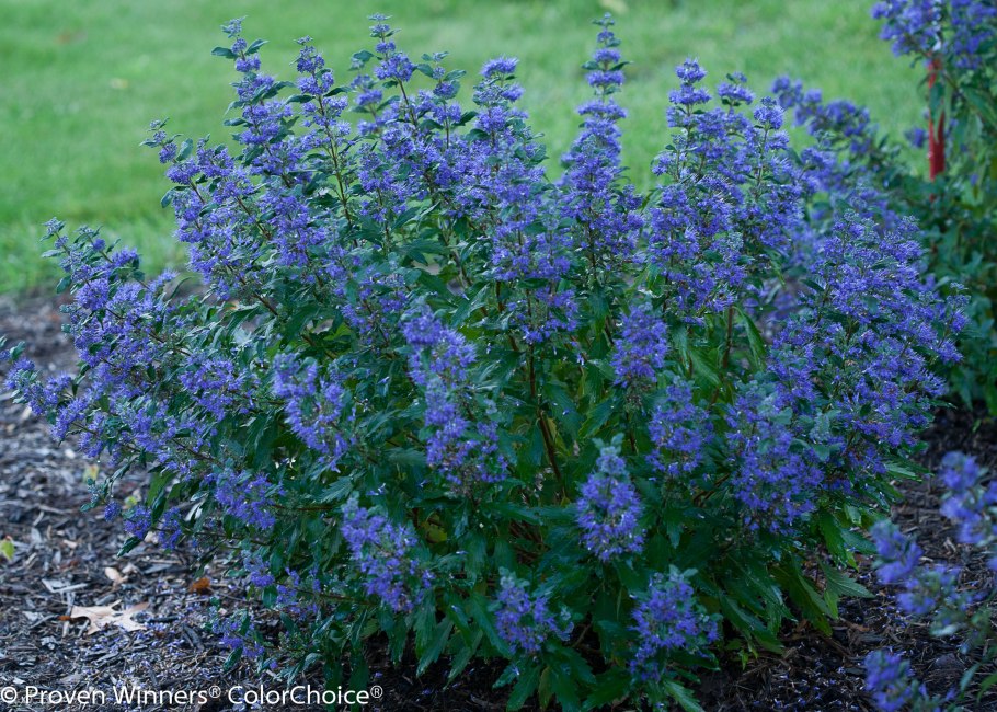 Кариоптерис (Орехокрыльник)