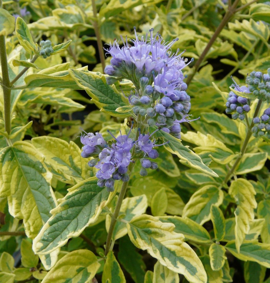 Кариоптерис кладонский