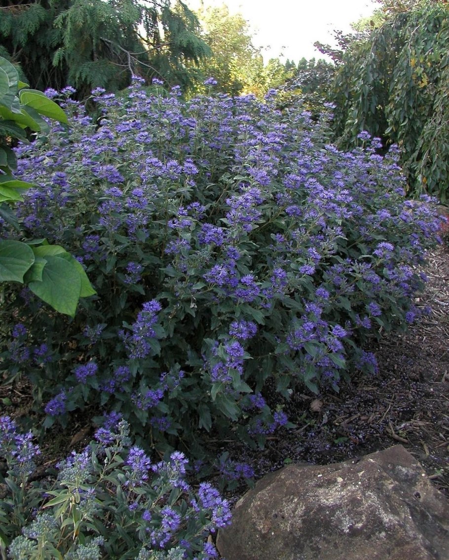 Кариоптерис хевенли блю