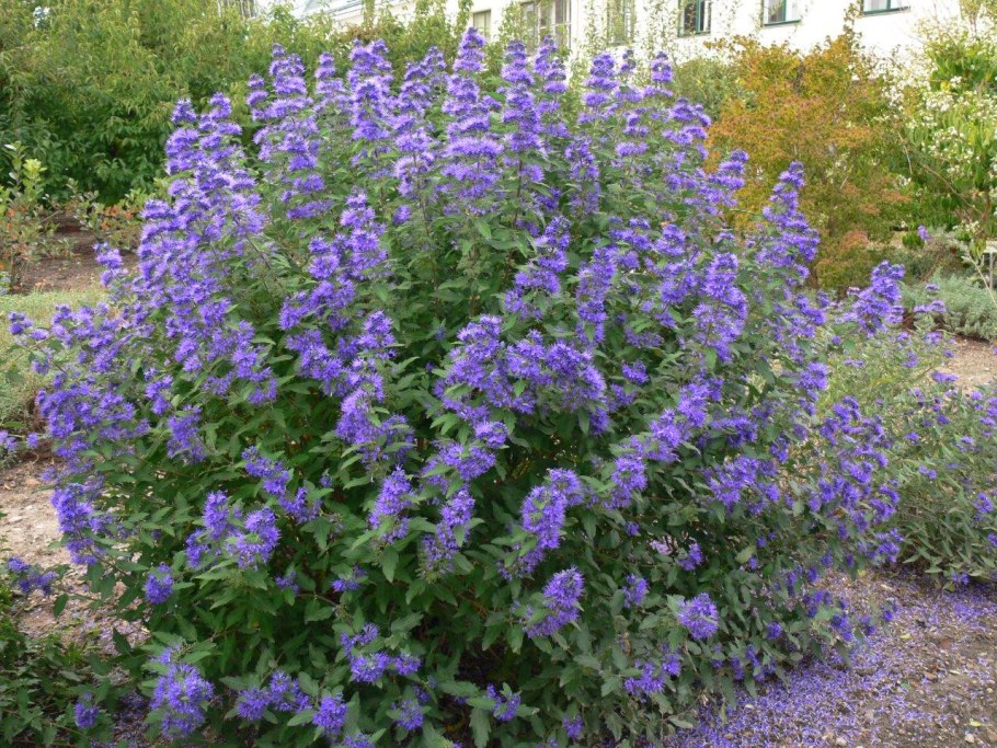 Кариоптерис (орехокрыльник)