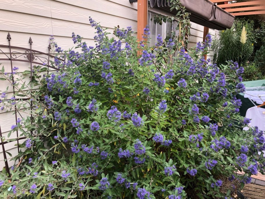 Кариоптерис кландоненсис