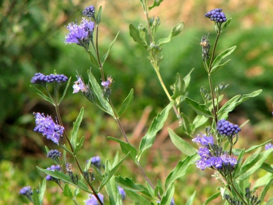 Кариоптерис кландоненский