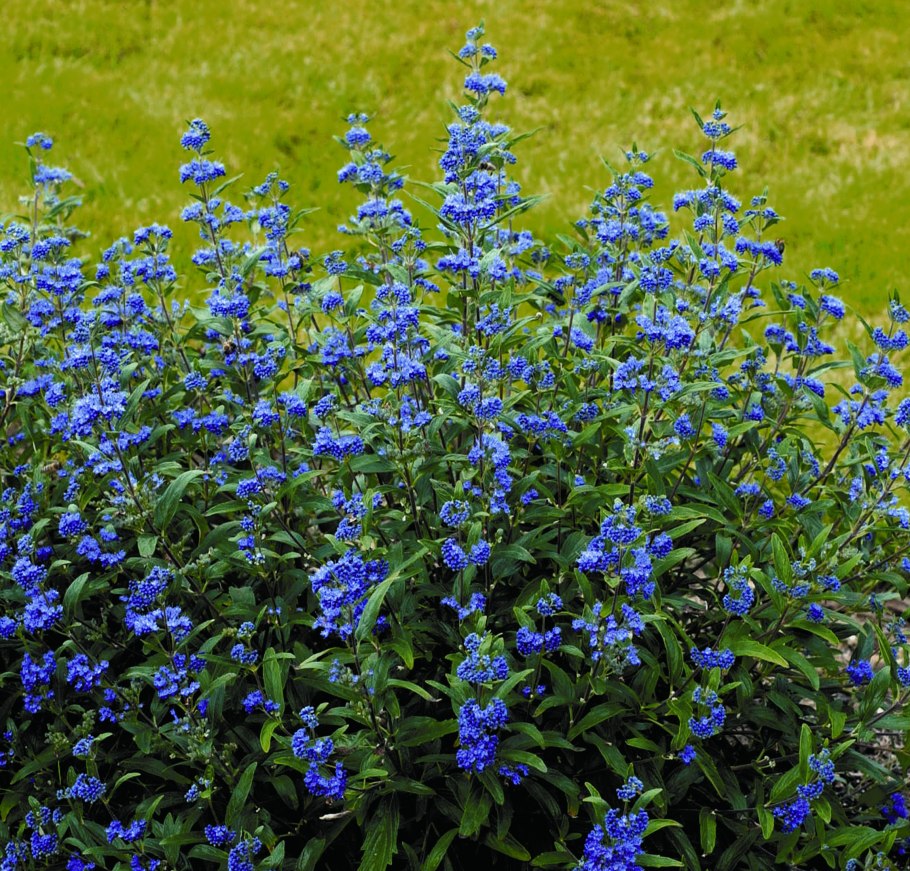 Кариоптерис кландоненсис