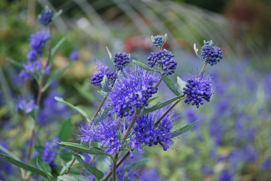 Кариоптерис саммер сорбет