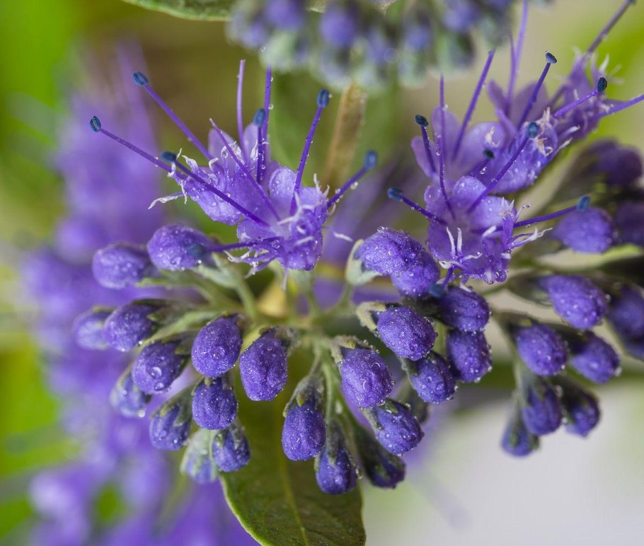 Кариоптерис Summer Sorbet