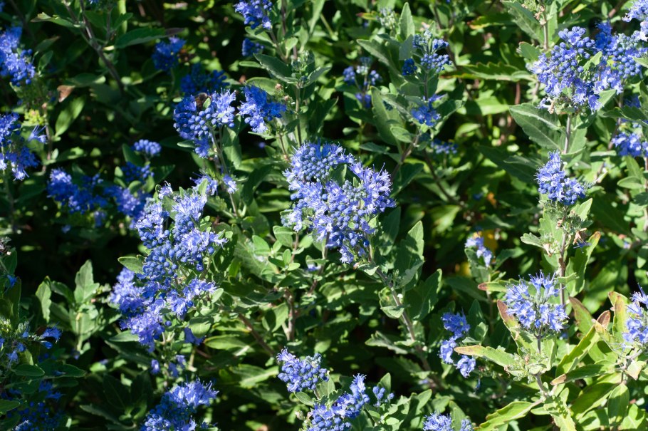 Кариоптерис саммер