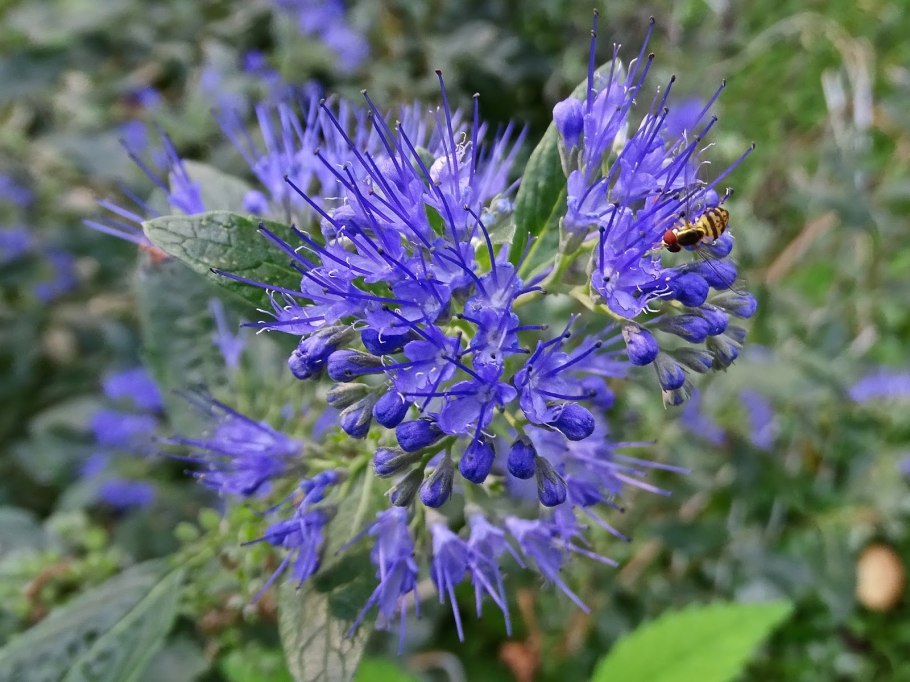 Кариоптерис кустарник