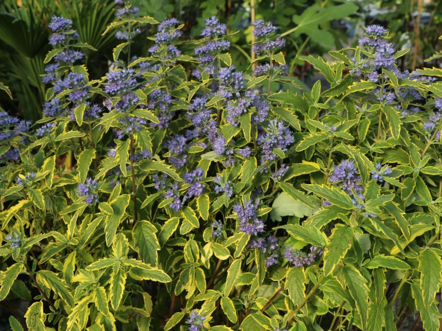 Кариоптерис в саду