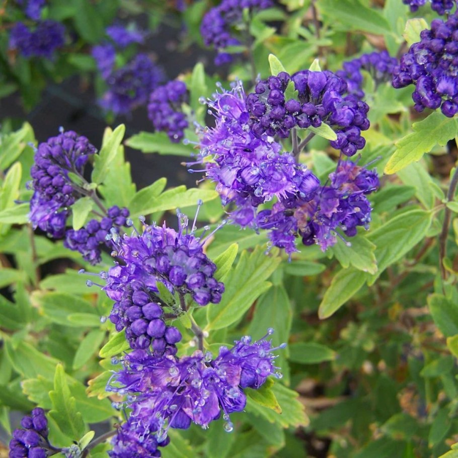 Кариоптерис кладонский