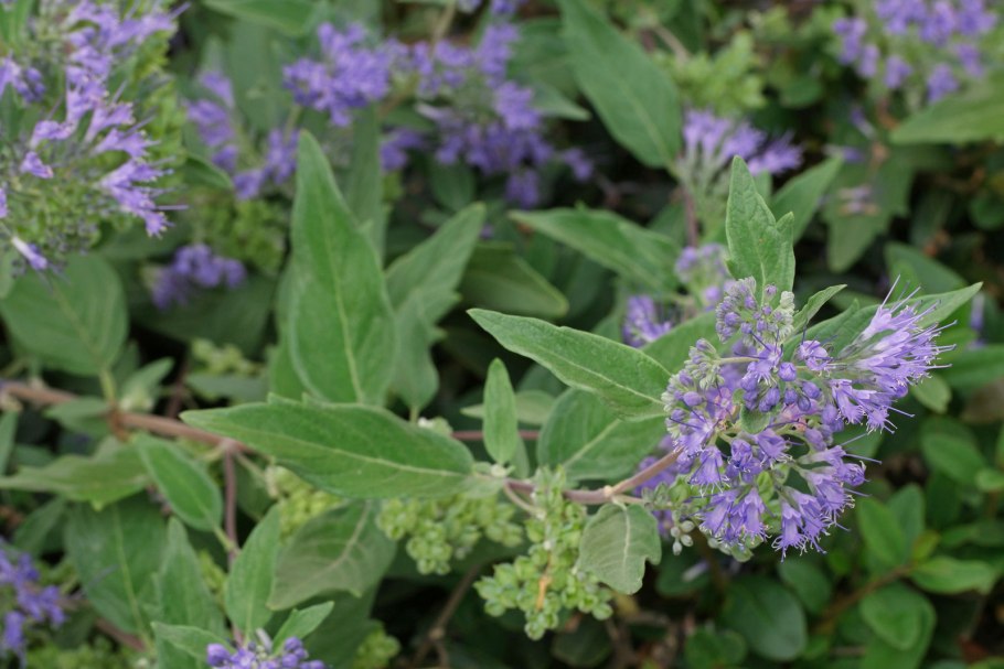 Кариоптерис кландоненский кев блю