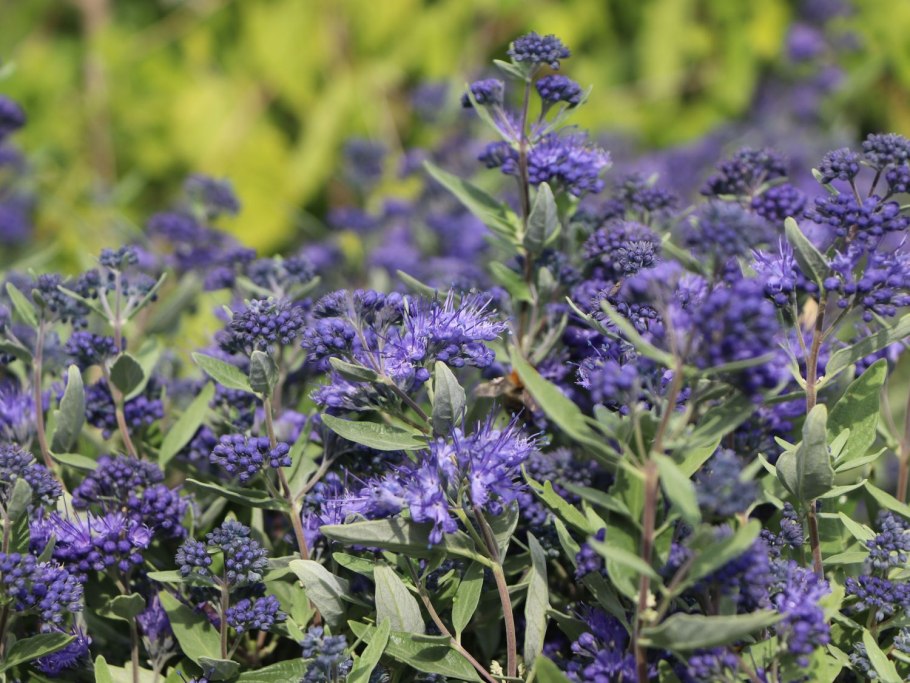 Кариоптерис Хевенли Блю