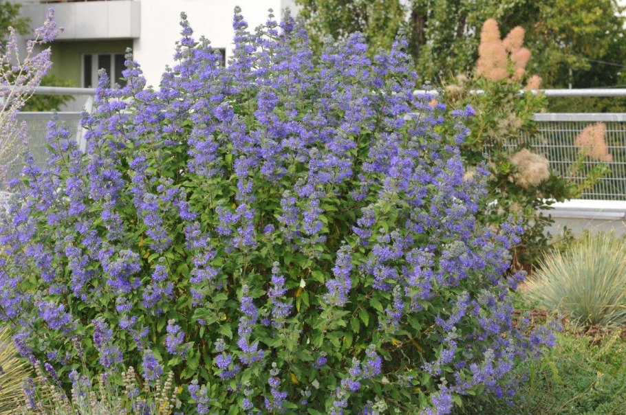 Кариоптерис саммер сорбет