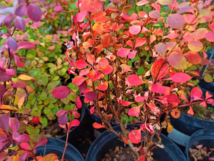 Барбарис в мульче