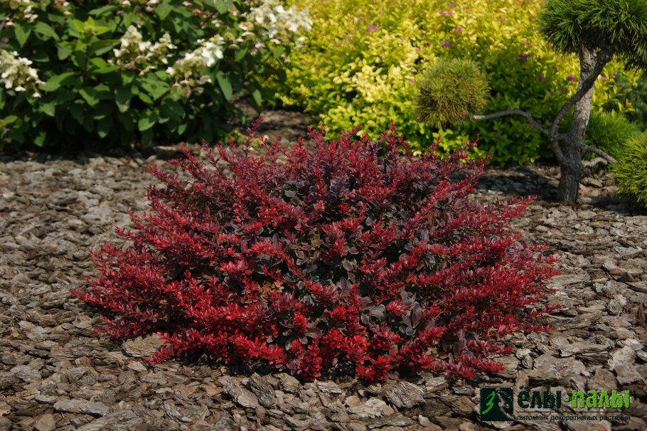 Барбарис Тунберга Атропурпуреа Нана