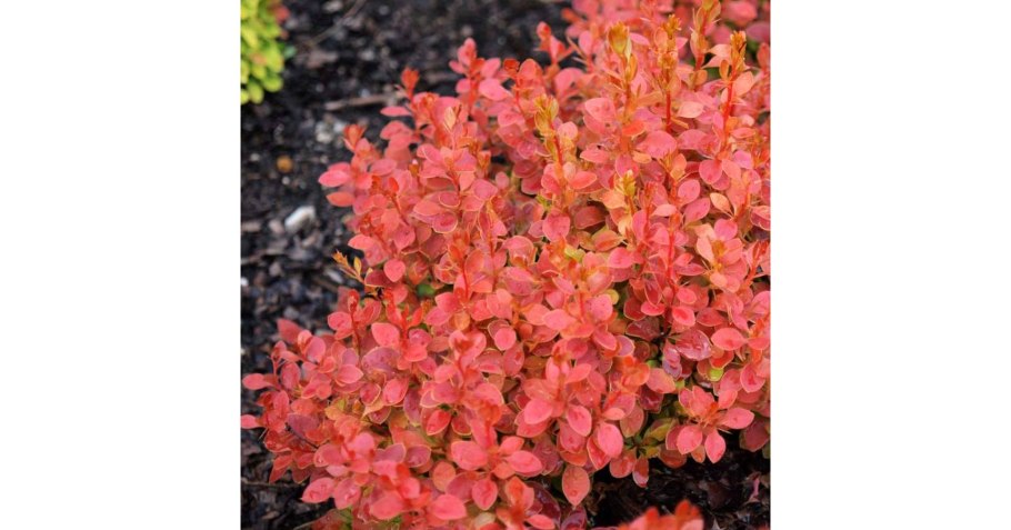 Барбарис обыкновенный (тенбергера)