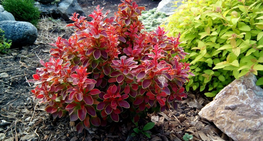 Барбарис обыкновенный Berberis vulgaris