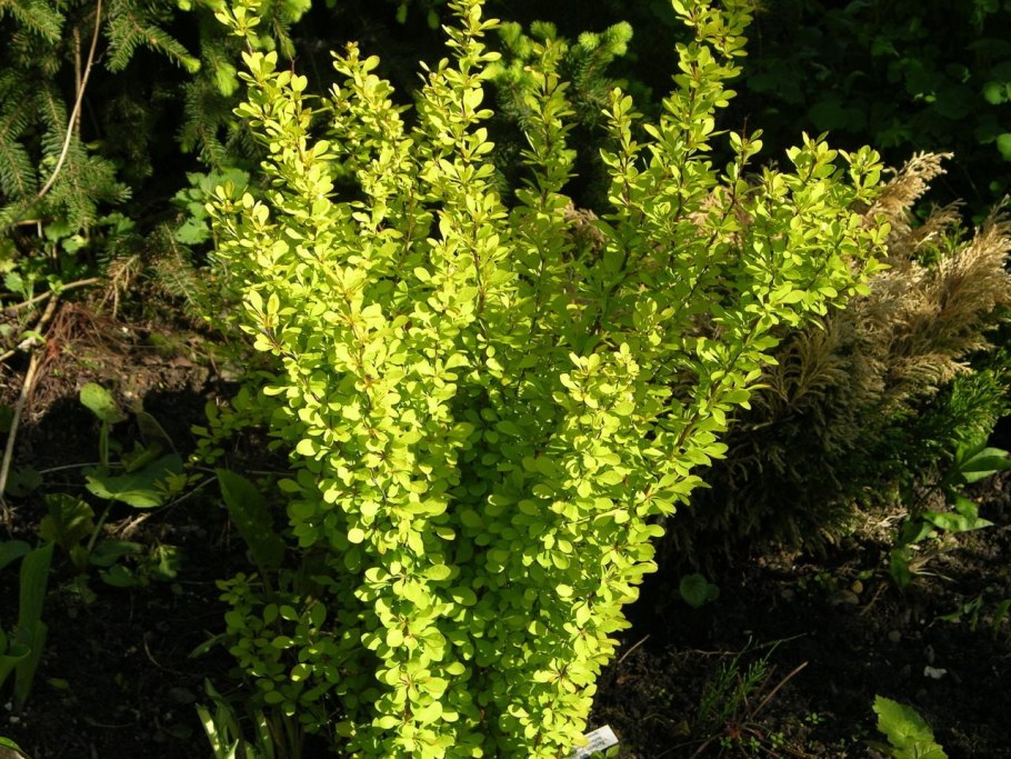 Барбарис Тунберга цветы