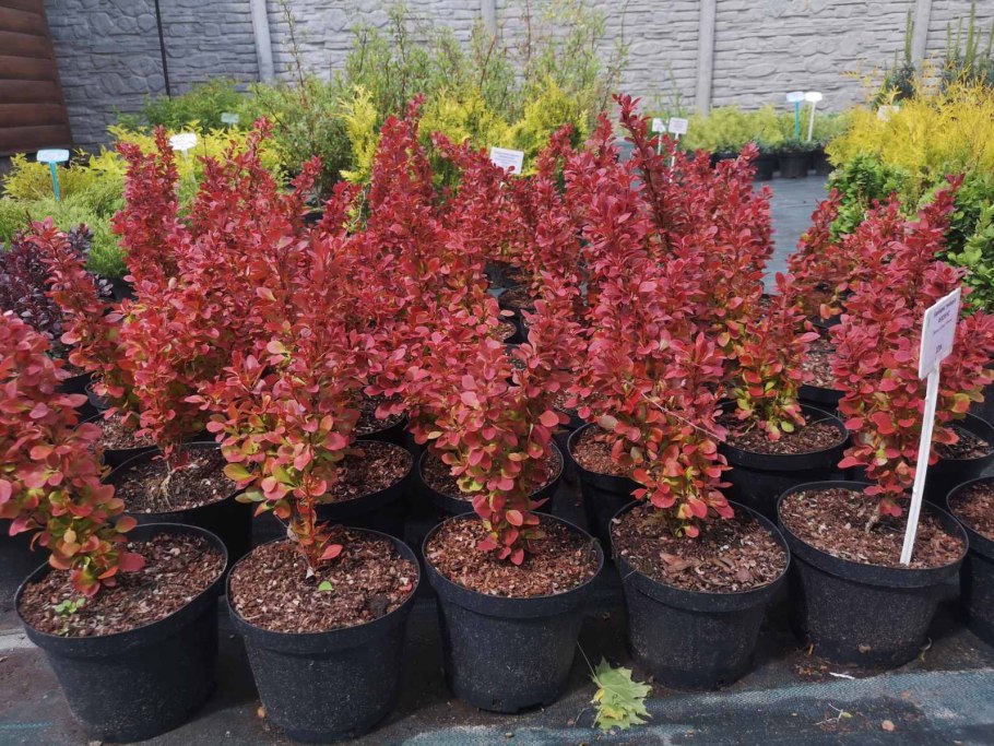Барбарис тунберга (berberis thunbergii &#96;orange rocket&#96;)