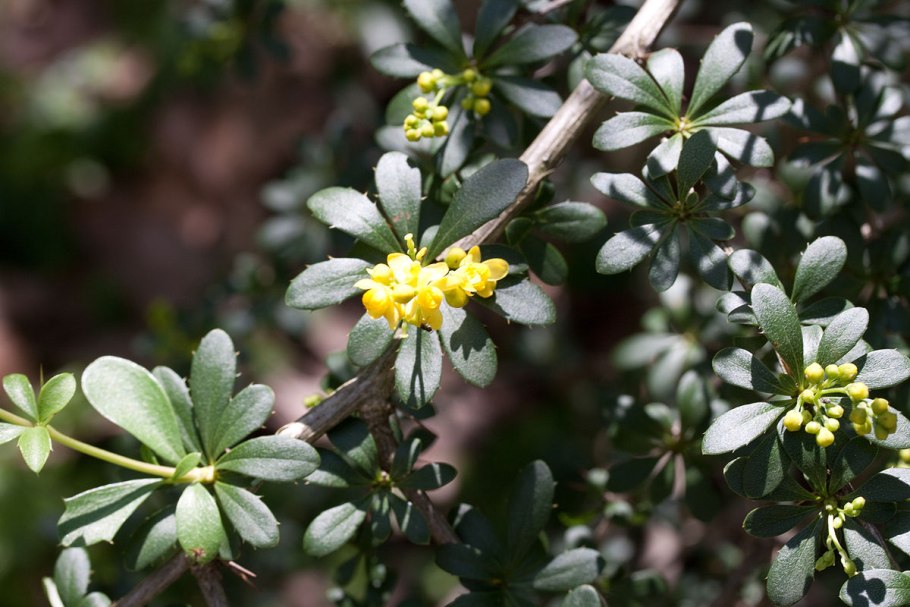 Барбарис Тунберга Корал